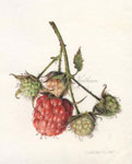Almost Ripe Raspberries, 2011