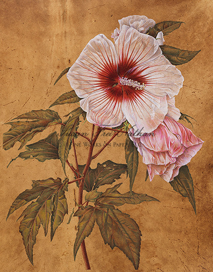 Esther Klahne, Hibiscus, 2012
