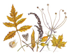 Autumn Golds