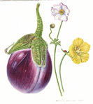Eggplant, Japanese Anemone and Nasturtium ‘Moonlight’, 2006, 2021
