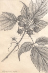 Rubus occidentalis, 2024