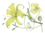 Summer Yellows