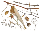 Winter Browns and Grays