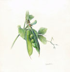Solace (Three peas nestled in an open pea pod with leaves and tendril)