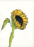 Sunflower II, 2020