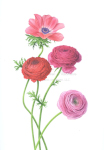 Anemone and Ranunculus, 2024