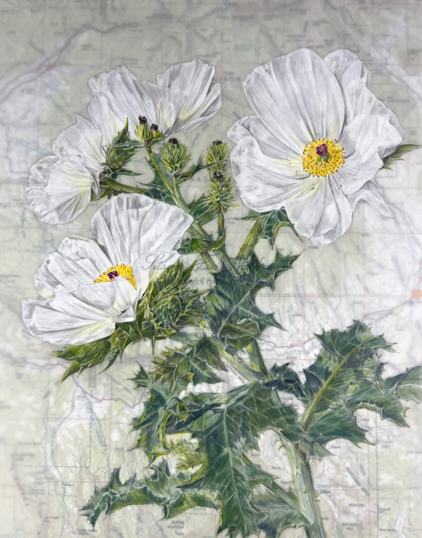 Prickly Poppy (Native Poppy of Colorado), 2025
