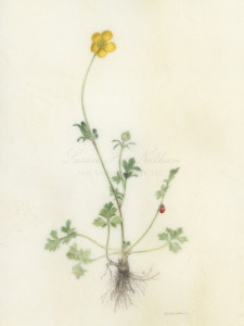 Works by Kelly Leahy Radding