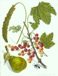 Millet, Red Currants and Seckle Pear