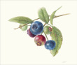 Heirloom Blueberry Branch #1, 2020