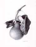 Mary Jane's Pear, 2022