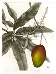 Mango (Mangifera indica)