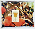 Amaretto:  Italy, Apricot, Prunus armeniaca, 2016