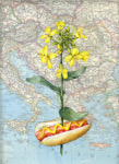 Brassica nigra, Mustard:  Southern Mediterranean, 2008